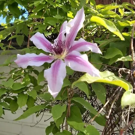 شقة Haus-gutenberg *